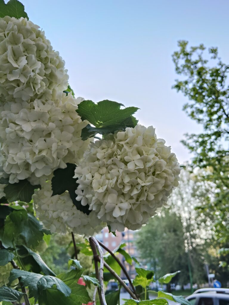 oplus_32
