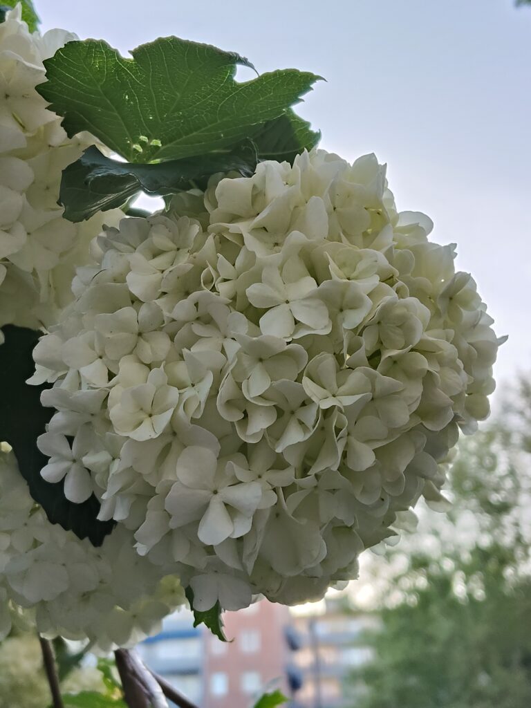 oplus_32