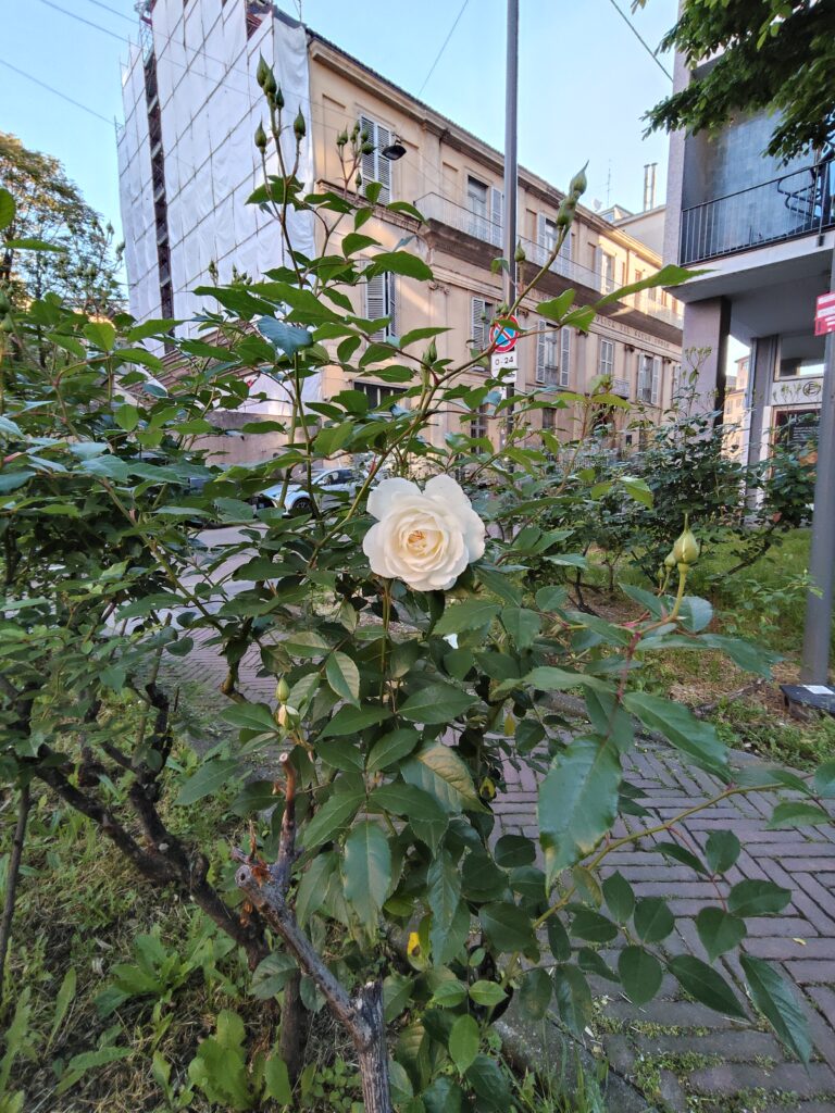 oplus_32