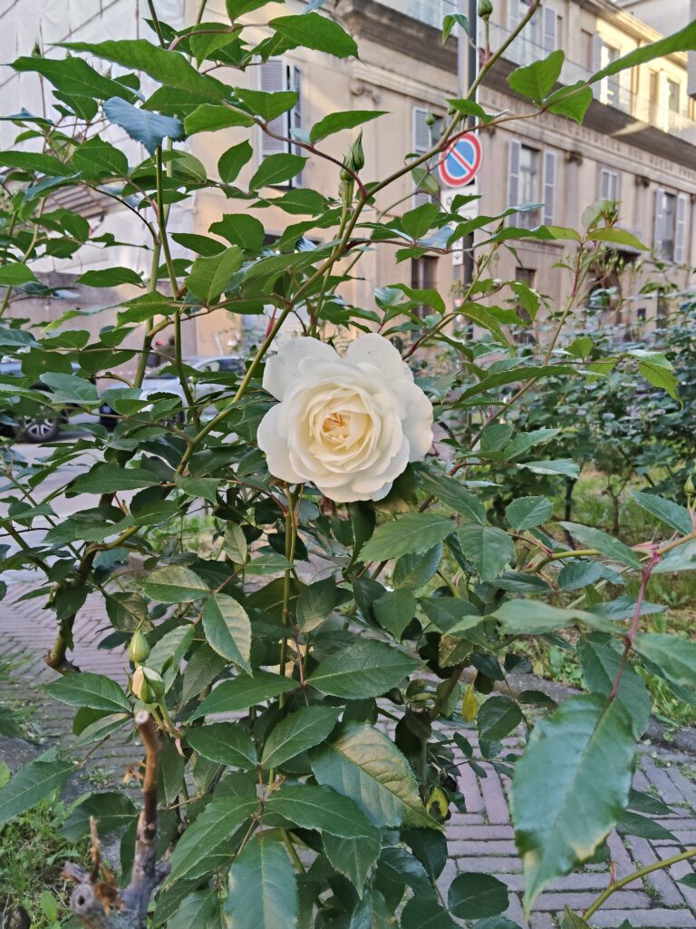 oplus_32