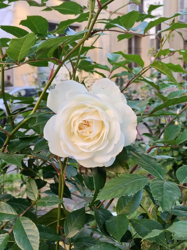 oplus_32